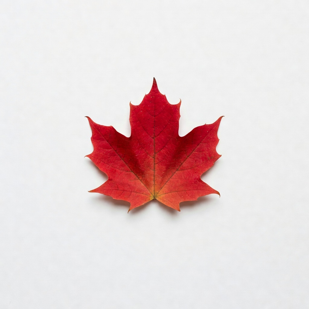 Maple, specimen 02, an Imagera showcase piece