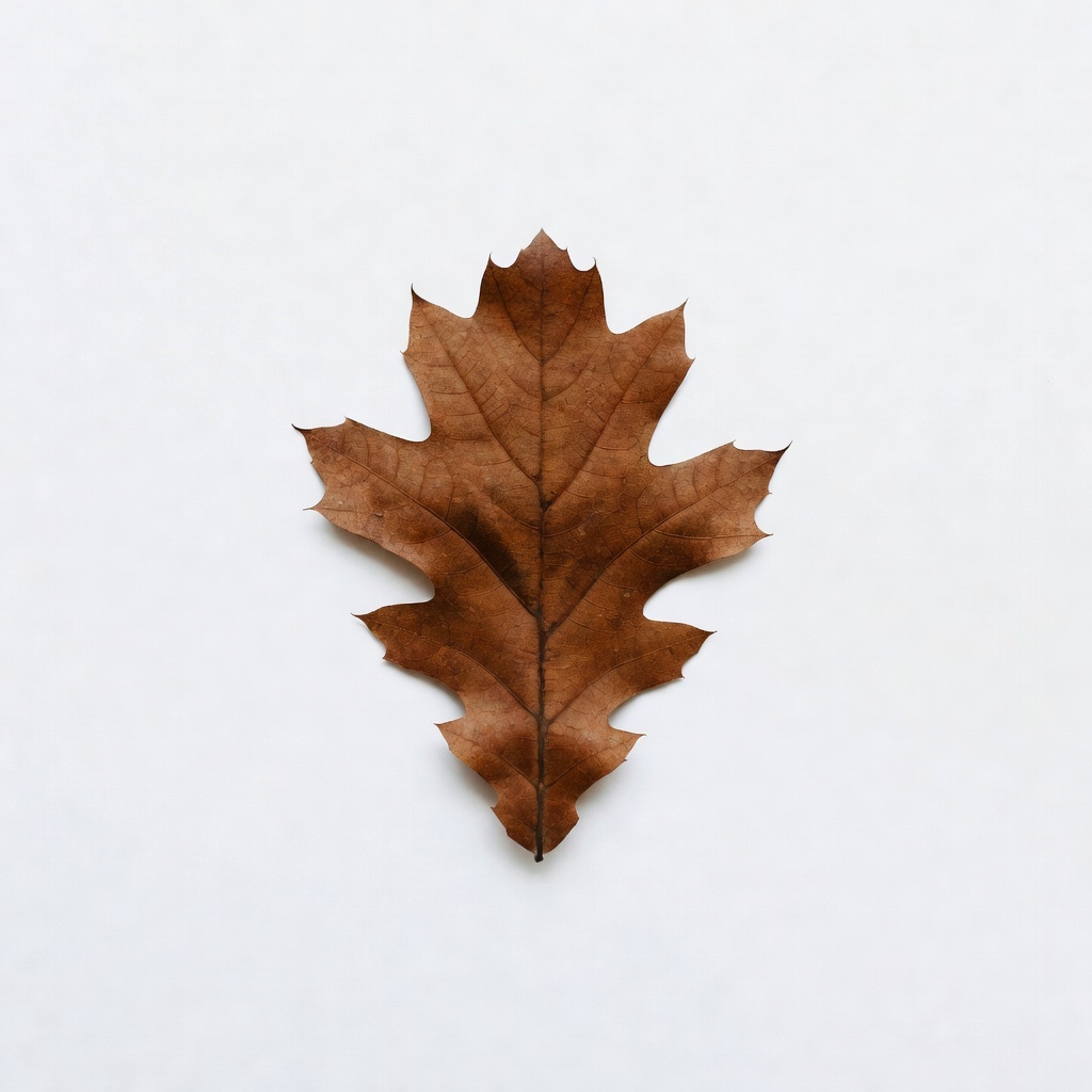 Oak, specimen 11, an Imagera showcase piece