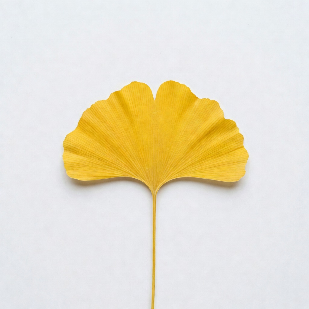 Ginkgo, specimen 07, an Imagera showcase piece